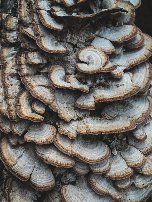 Detailed view of turkey tail mushrooms growing on wood, showcasing their unique patterns.