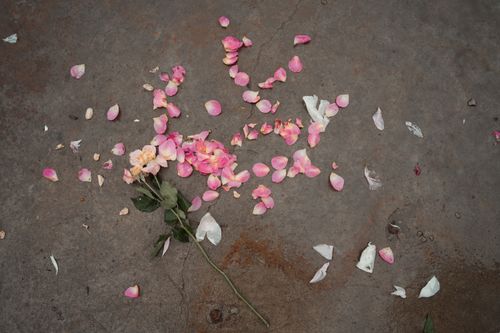 Free Scattered pink and white rose petals on a concrete surface, creating a serene still life. Stock Photo