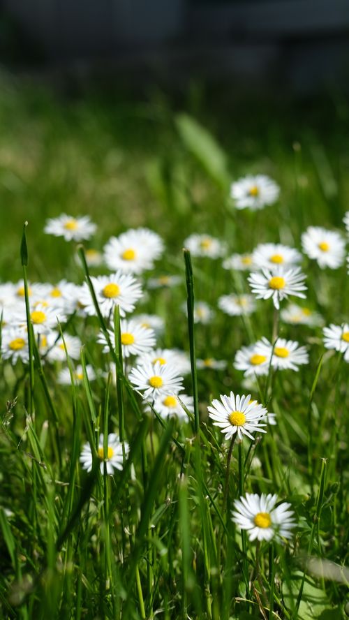 Free Close-up of blooming chamomile flowers in a lush green meadow, showcasing spring flora. Stock Photo