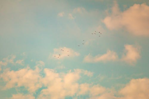 Free Birds Flying Under the Sky Stock Photo