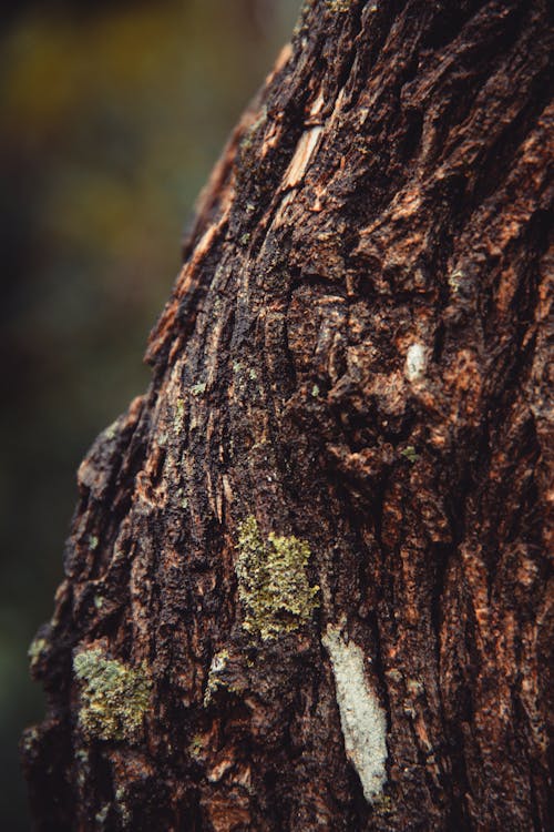 Brown Tree Trunk in Close-up Photography