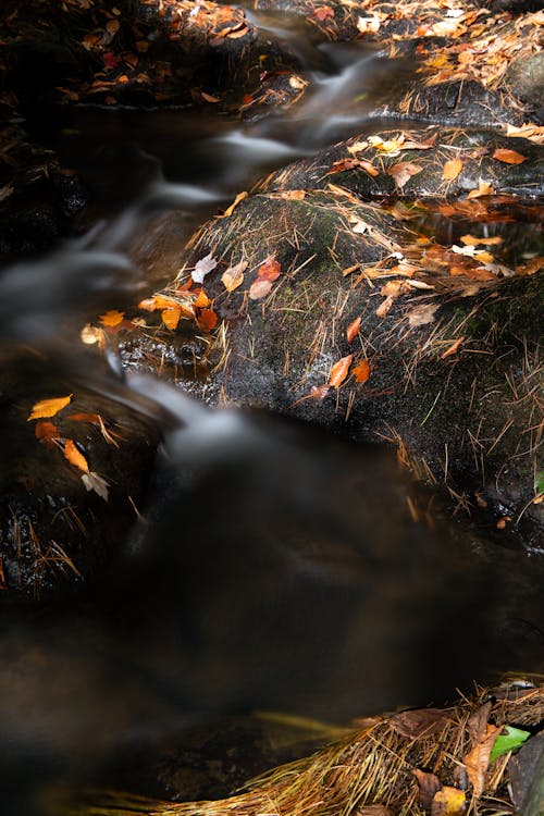 가을, 강, 개울의 무료 스톡 사진