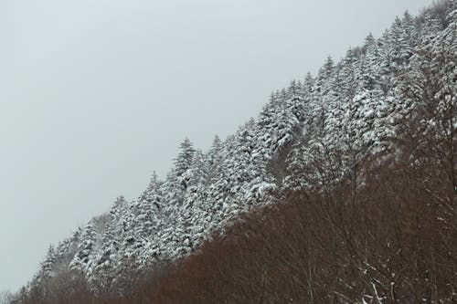 Бесплатное стоковое фото с деревья, живописный, зима