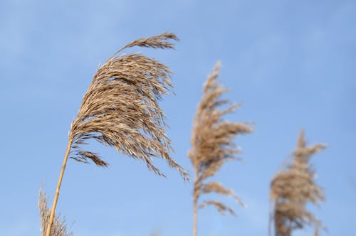 Selective Focus Photography of Brown Leaf Plant