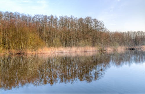 Základová fotografie zdarma na téma bažina, denní světlo, jezero