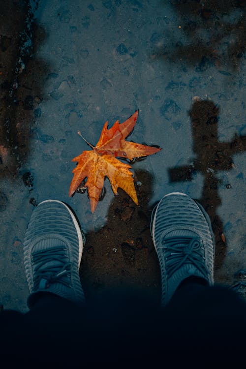 Shoes and Leaf