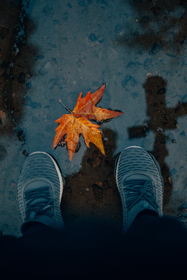 Shoes And Leaf