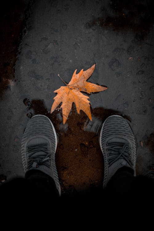 Person Standing on Wet Ground Beside a Fallen Leaf