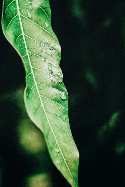 Free Detailed close-up of a green leaf with water droplets, highlighting natural textures and freshness. Stock Photo