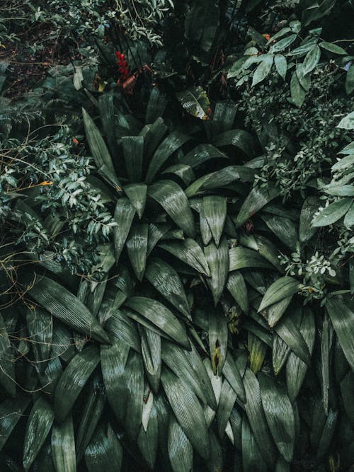 Aspidistra Elatior plant