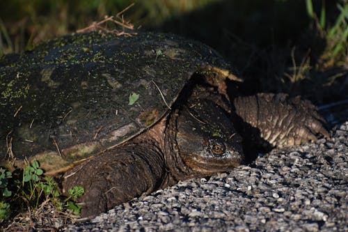 Free stock photo of shell, snapping turtle, turtle Stock Photo
