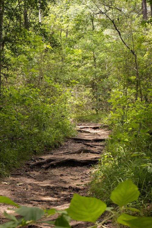 Kostenloses Stock Foto zu landschaft, waldweg, wanderweg