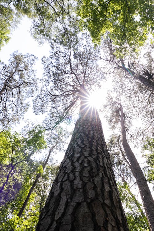 Kostenloses Stock Foto zu große bäume, sonneneruption, sonnenstrahl
