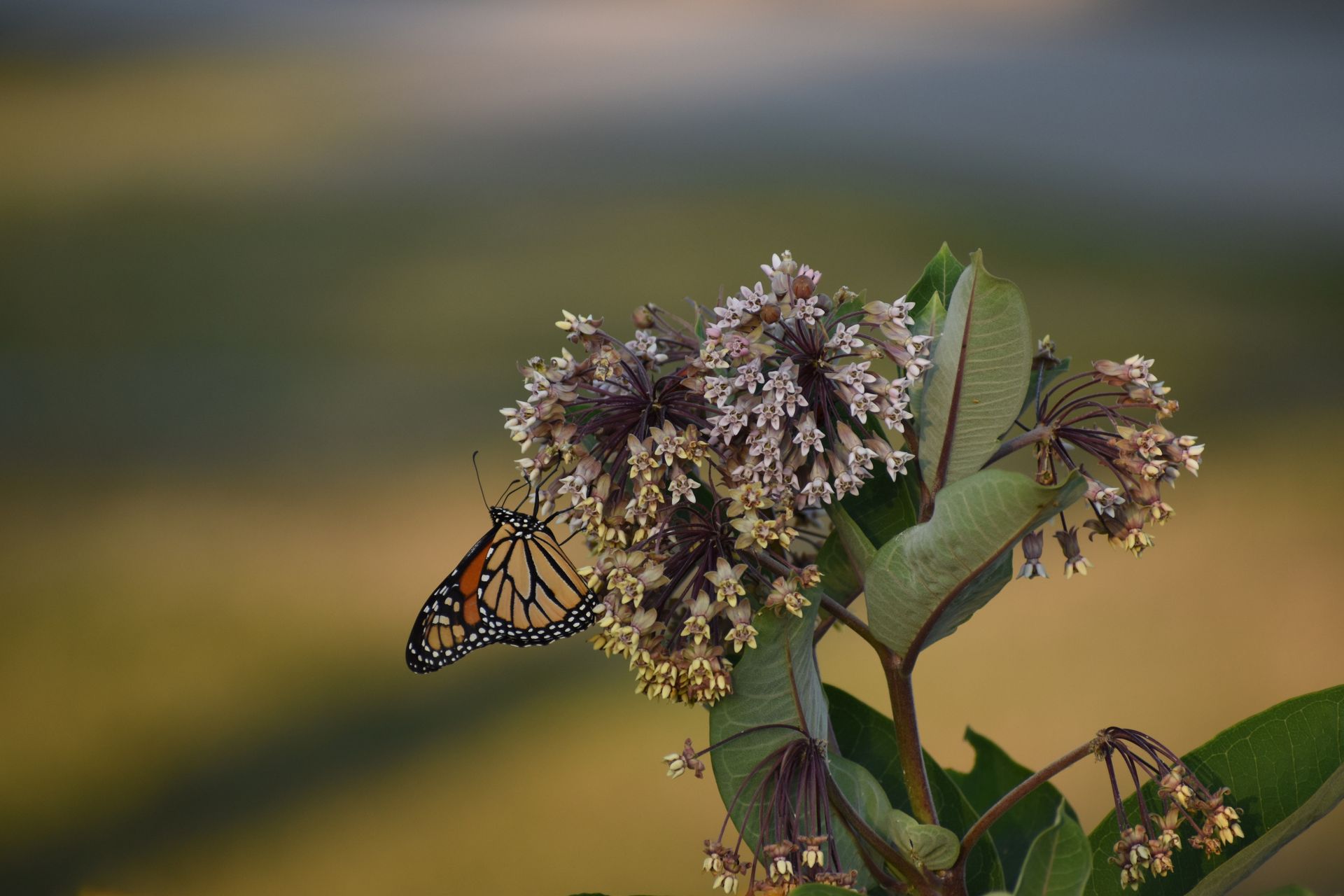 A beautiful monarch butterfly perched on a milkweed plant in natural daylight.