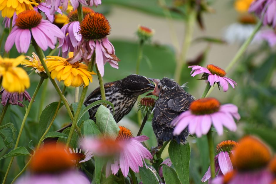 Essential Flowering Plants for Bird Gardens