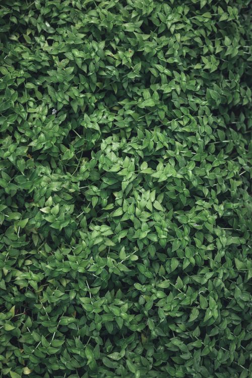 Free Vibrant green foliage creating a dense carpet of small leaves, perfect for nature backgrounds. Stock Photo