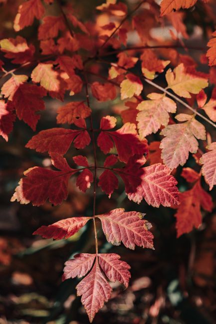 Explore the rich colors of maple leaves in Sevastopol during fall. Perfect for seasonal displays.