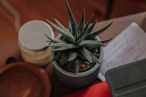 Green Succulent Plant in a Ceramic Pot