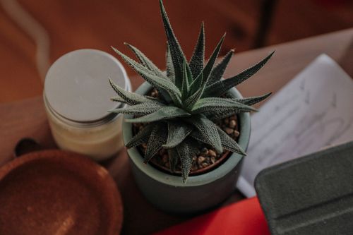 Free A succulent plant in a ceramic pot on a wooden surface, captured with a warm and minimalist feel. Stock Photo