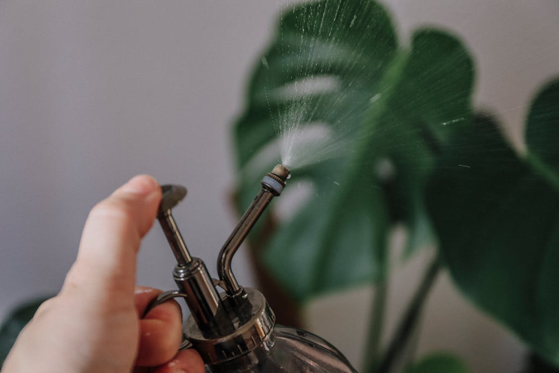 Free Person Spraying Water on Plant Stock Photo