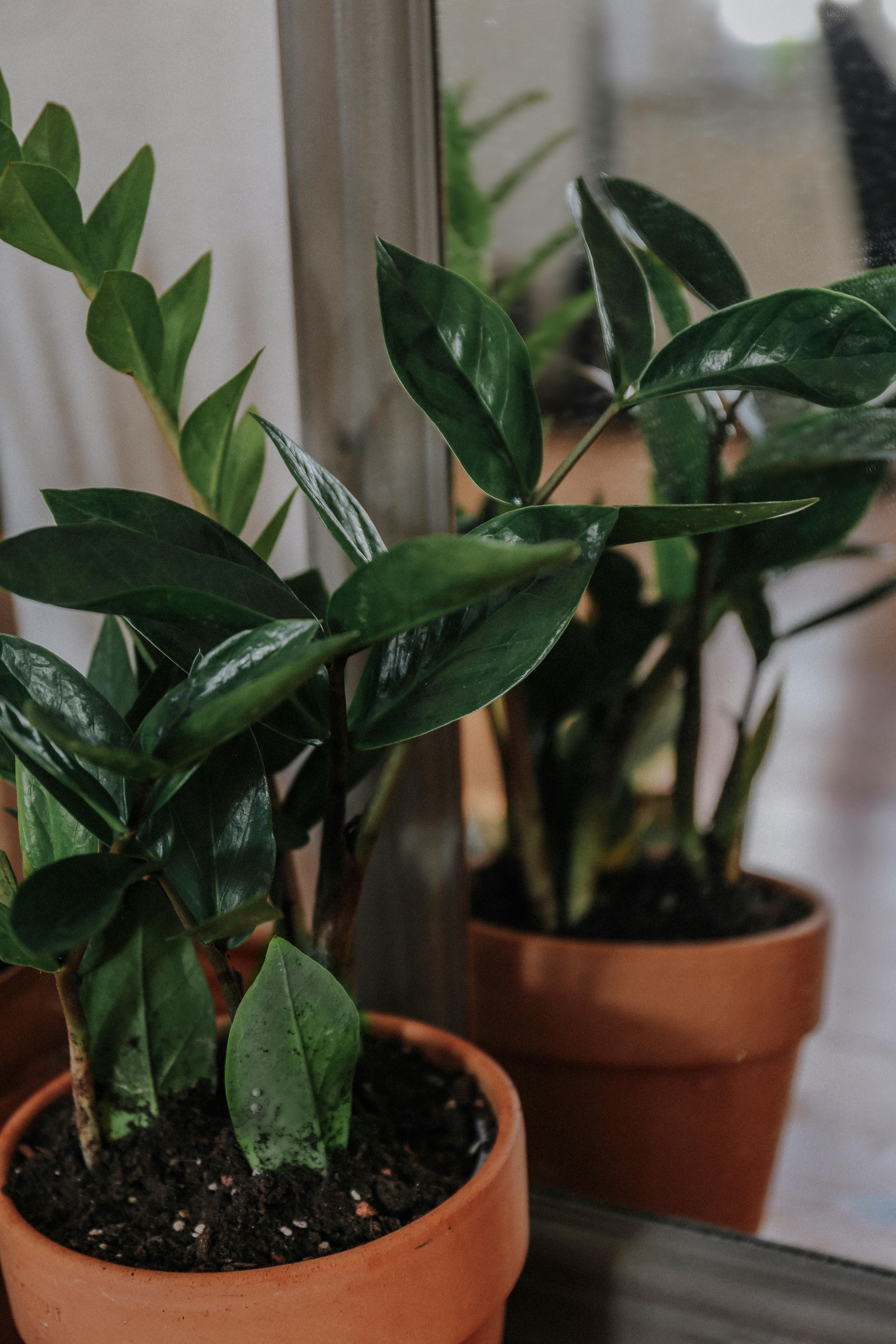 Photo of Potted Houseplants · Free Stock Photo