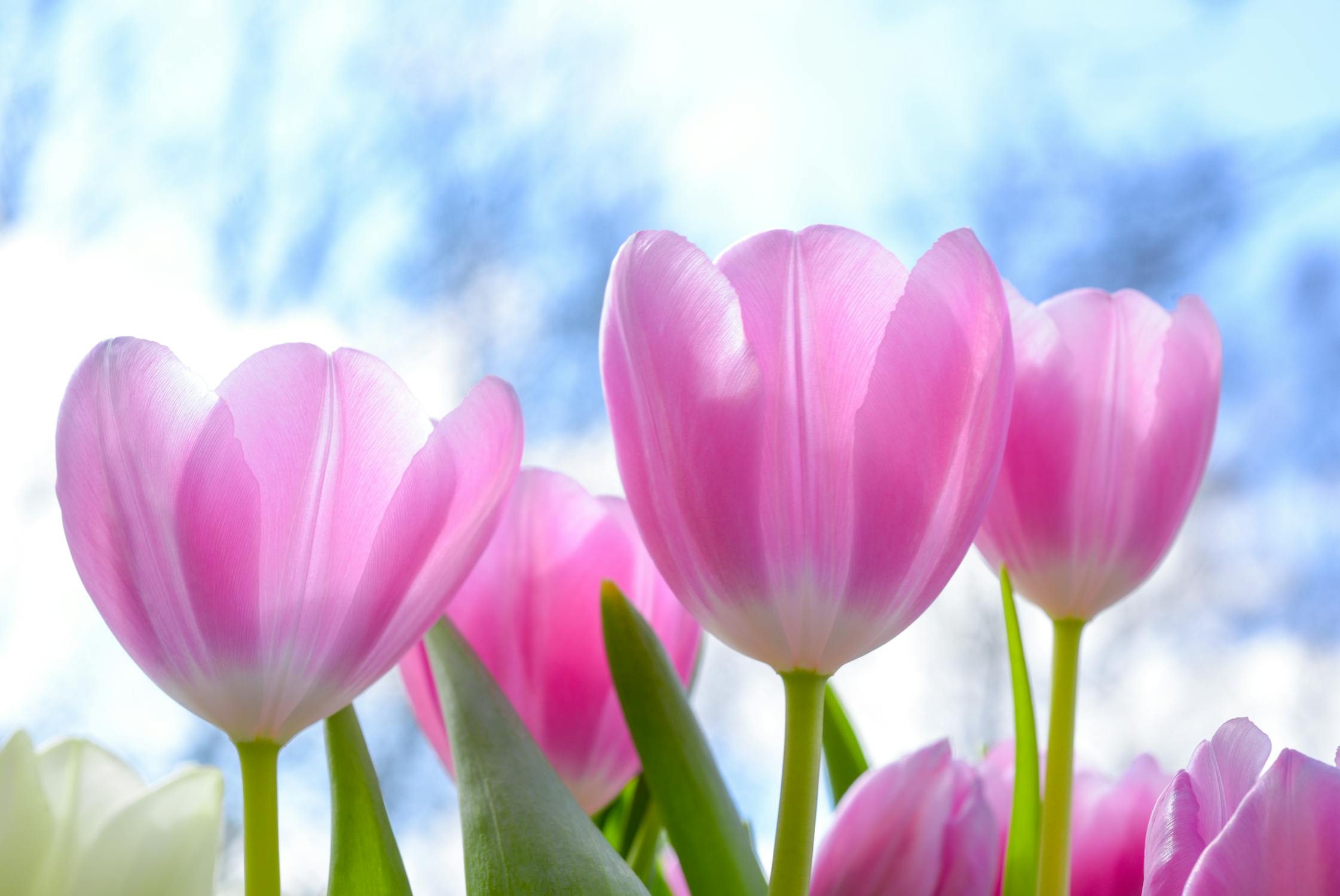 spring-pink-tulip-flower-1019475.jpeg?au