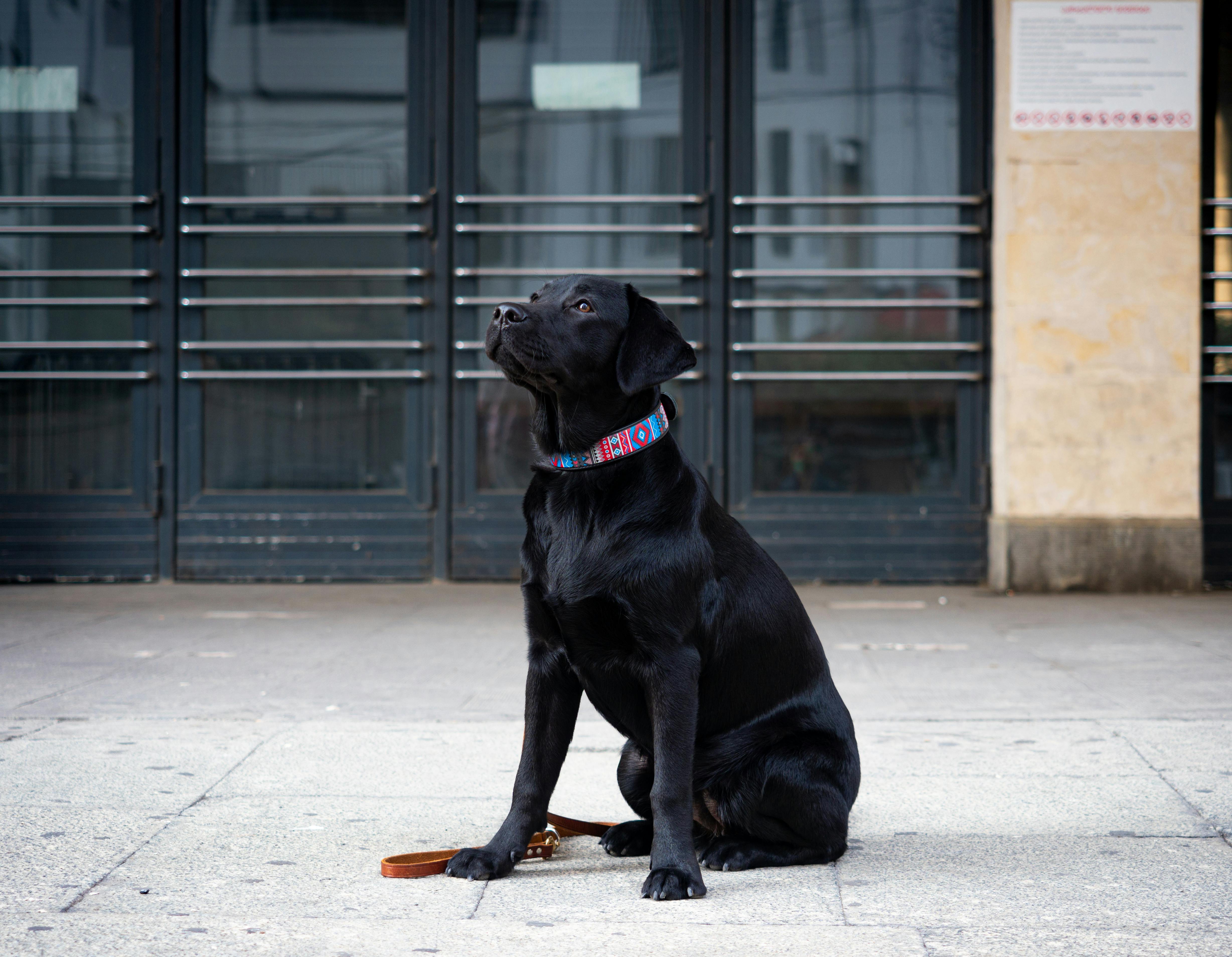 pet technology store — Photo by Genadi Yakovlev on Pexels