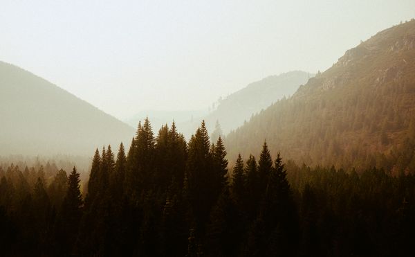 Misty pine forest in the mountains, photo by Adrian Newell on Pexels