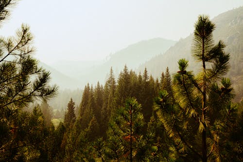Scenic View of Pine Tress in The Forest