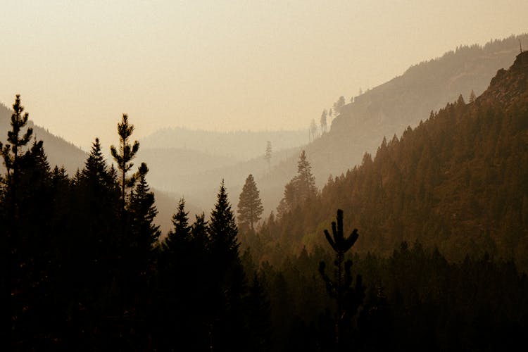 Silhouette Of Pine Trees In The Forest