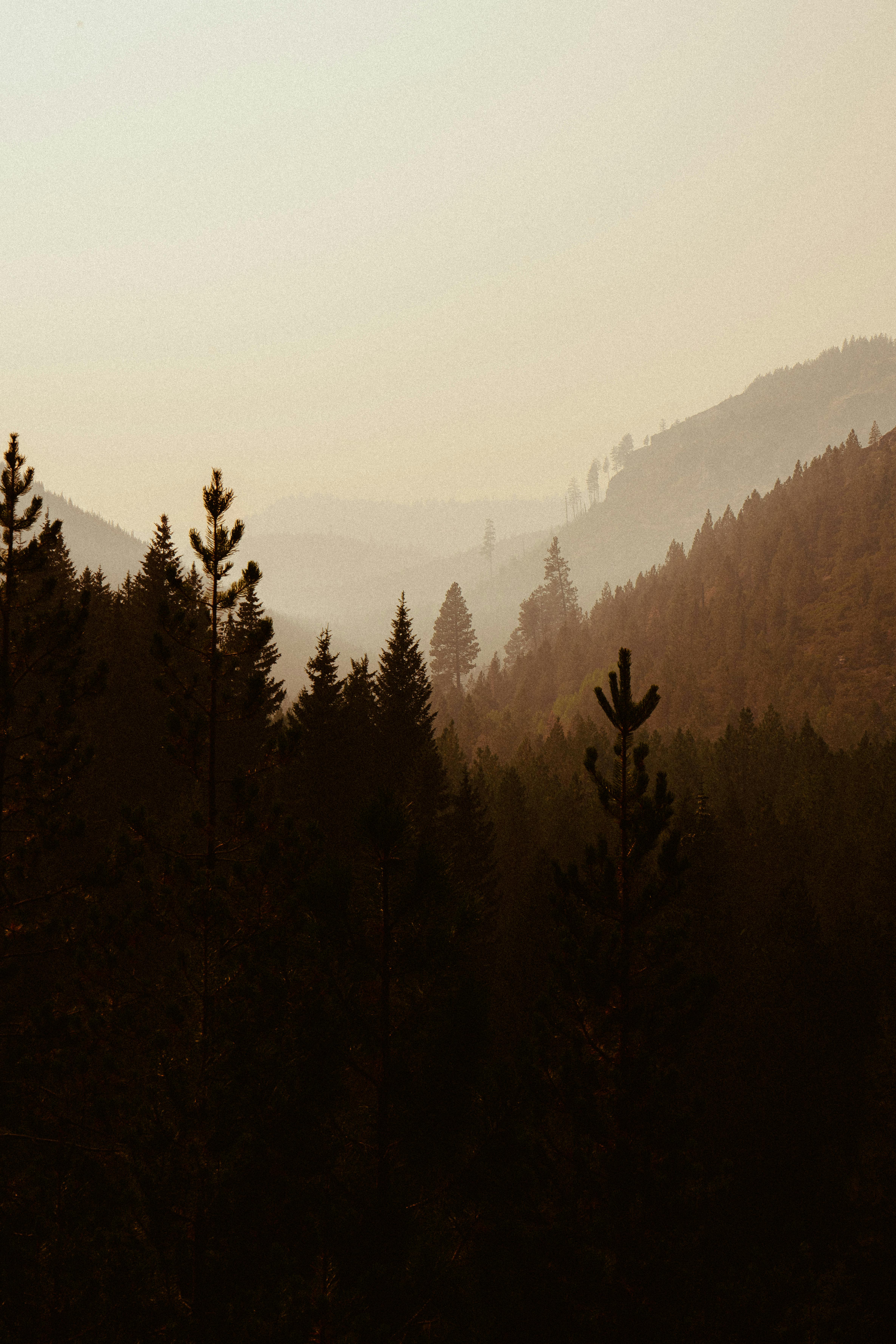 Tranquil pine forest landscape under a misty sky captured in a vertical shot, creating a serene and scenic atmosphere.