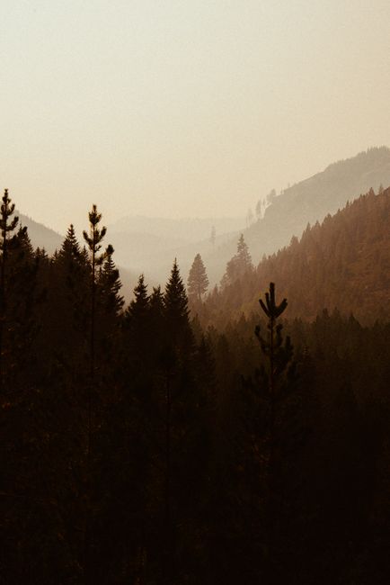 Tranquil pine forest landscape under a misty sky captured in a vertical shot, creating a serene and scenic atmosphere.