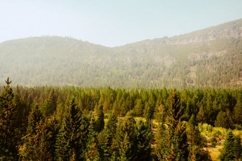 Scenic View of Pine Trees in The Forest