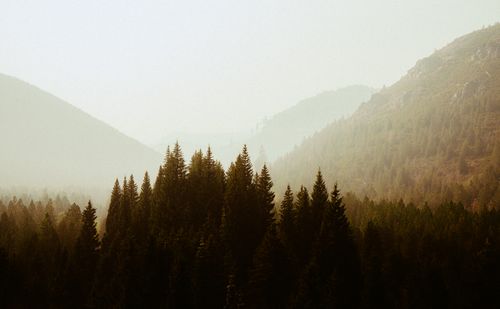 Free A tranquil view of pine trees and misty mountains, capturing nature's serene beauty. Stock Photo