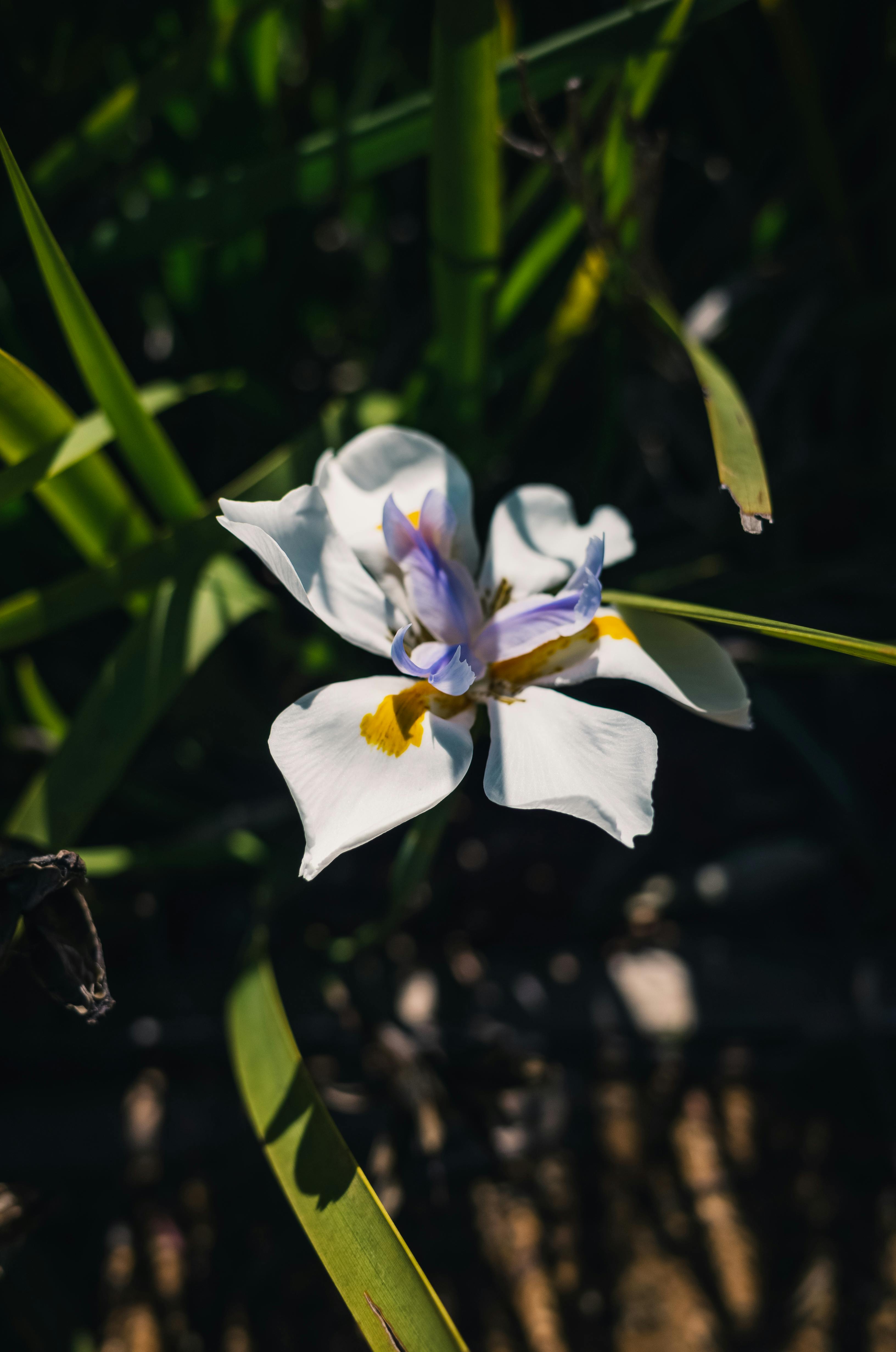 Iris Flower Photos, Download The BEST Free Iris Flower Stock Photos & HD  Images