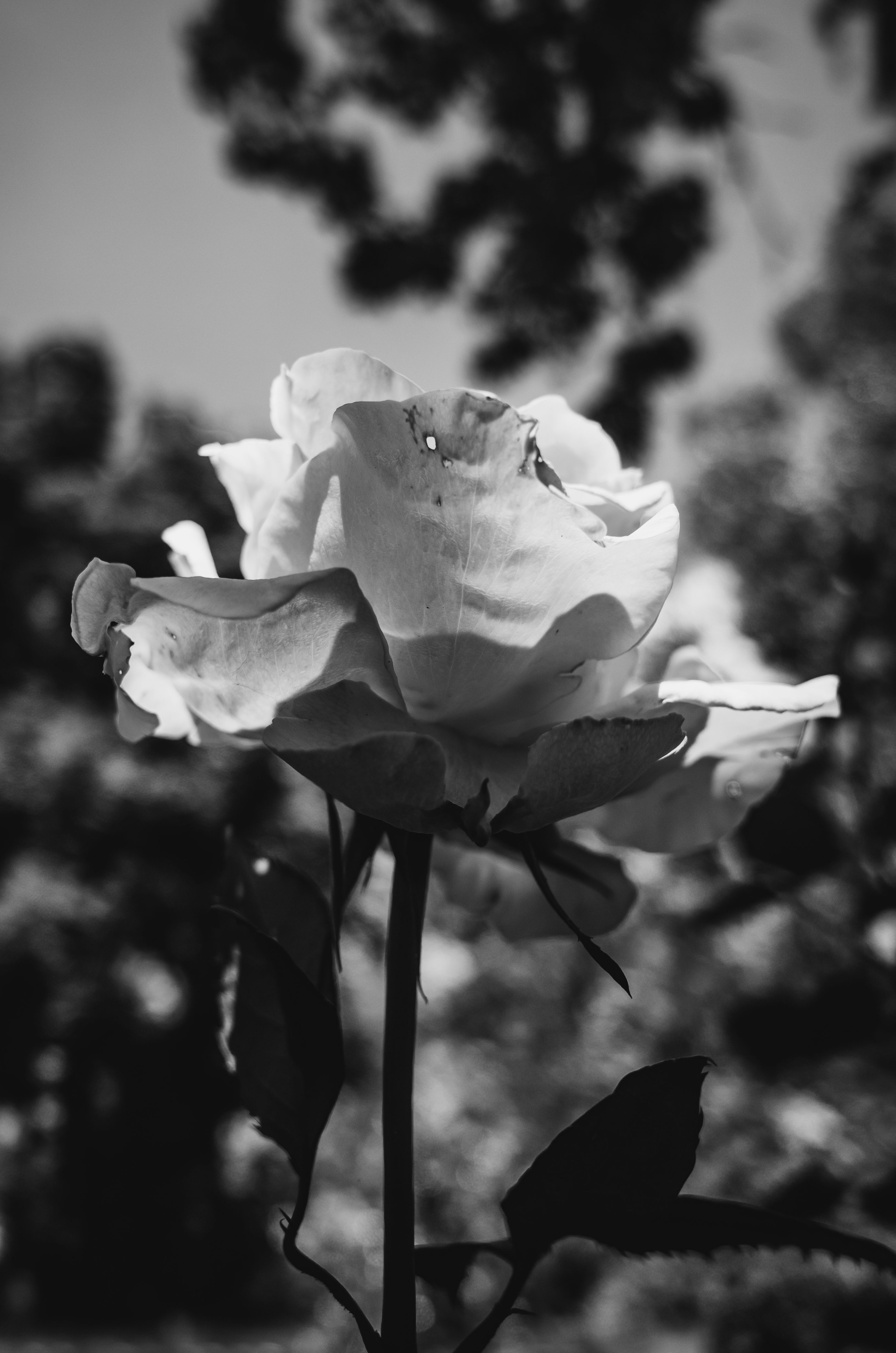 Monochrome close-up of a rose in bloom emphasizing delicate petals in grayscale.