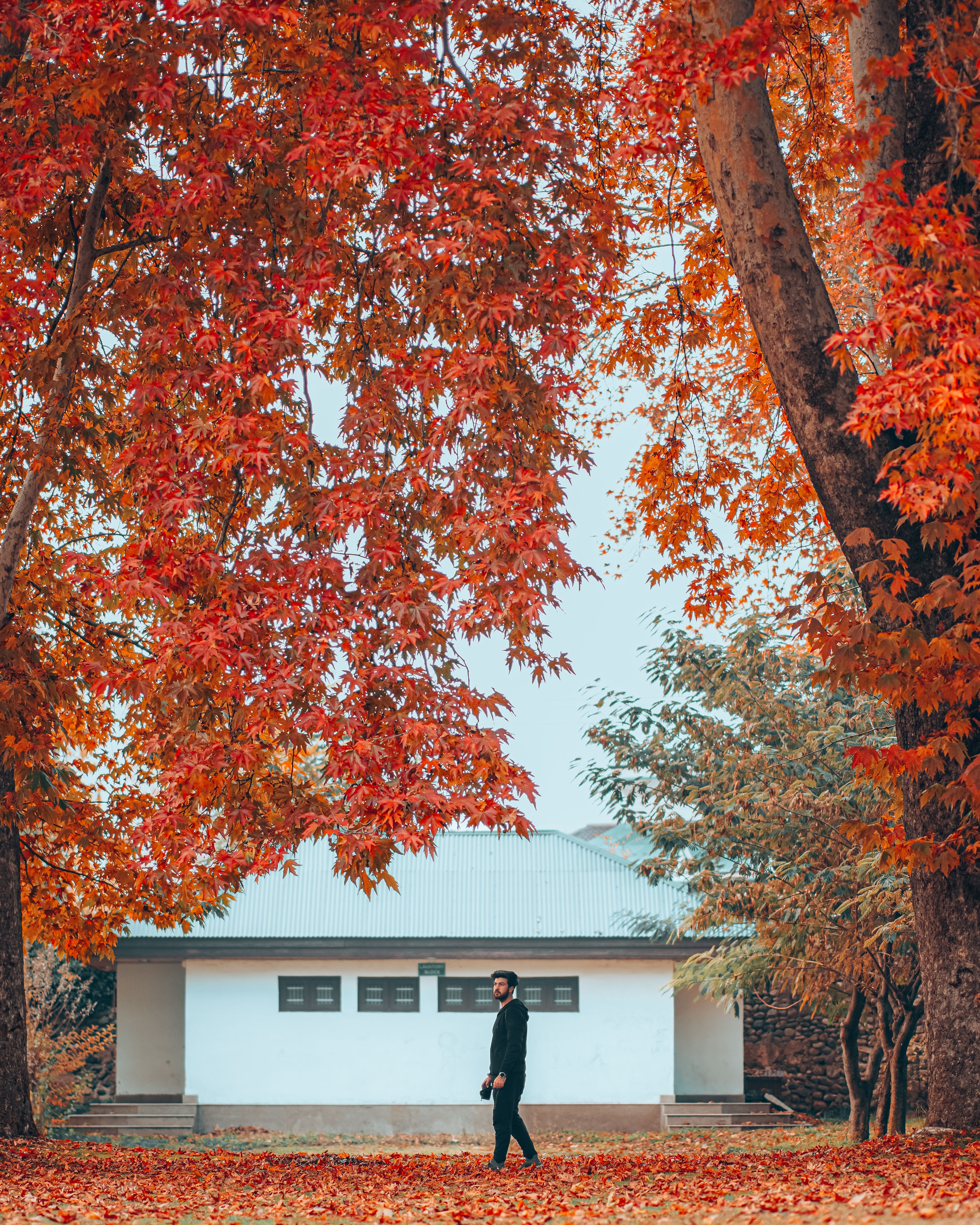 A man strolls beneath lush maple trees with vibrant autumn leaves, set against a quaint white building.