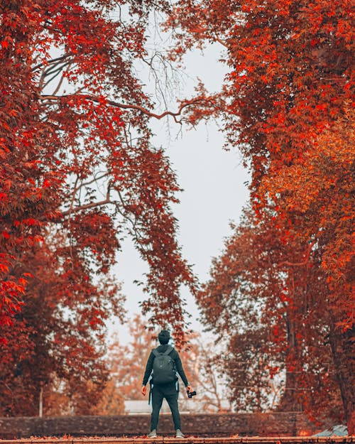 가을, 까만 재킷, 꽃이 피는의 무료 스톡 사진