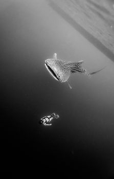 Black and white photo of free diver swimming beneath a whale shark in deep waters.