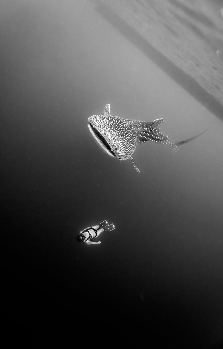 Black And White Photography Of Diver And Whale