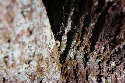 Free stock photo of moss, stuck, tree Stock Photo