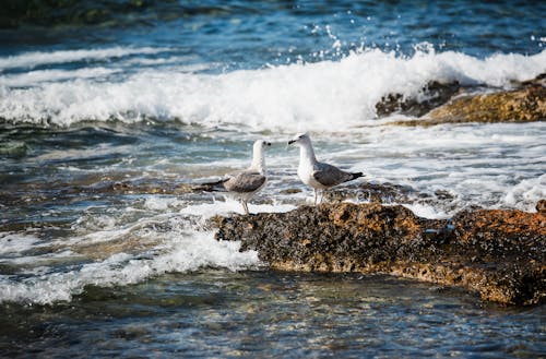 Ingyenes stockfotó madárfotózás, seabirds, sirályok témában