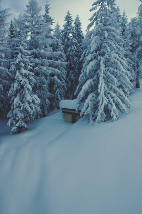 бесплатная Бесплатное стоковое фото с деревья, зима, природа Стоковое фото