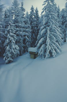 冬日的景象宁静，树木披着白雪，小屋隐在森林中