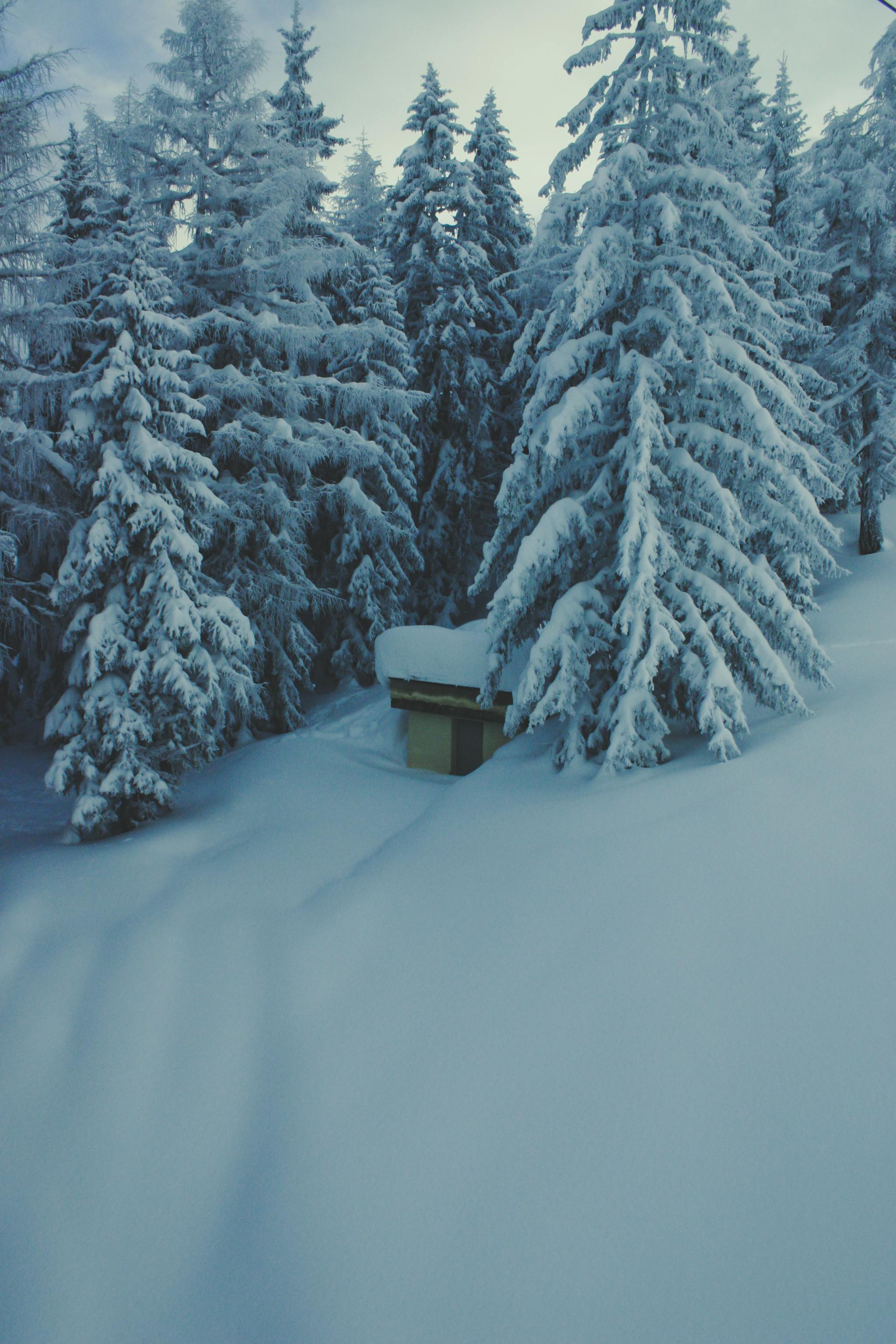 Free Stock Photo Of Cold Forest Nature free-stock-photo-of-cold-forest-nature