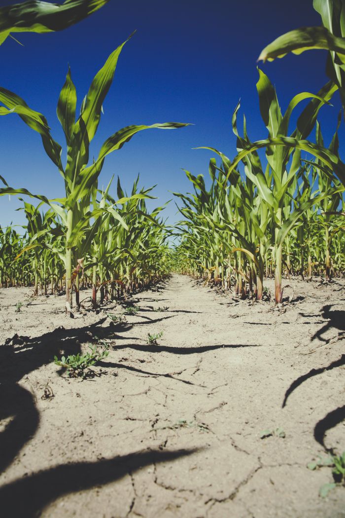 Green agricultural field representing the agriculture sector