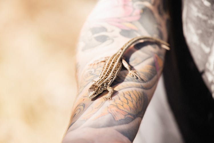 Lizard On Person's Arm 