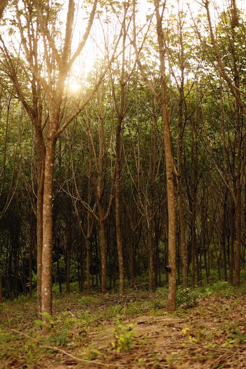 Green Trees in the Woods During Sunrise