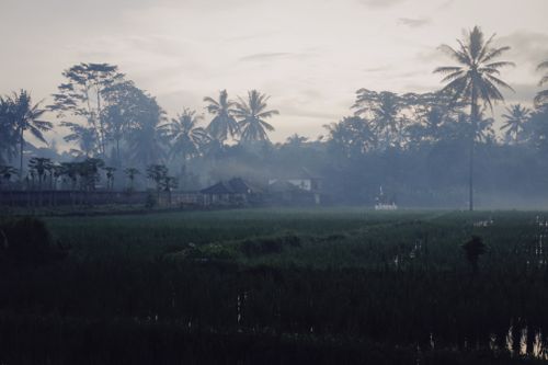 Free Peaceful rural landscape with misty palm trees and lush greenery at dawn. Stock Photo