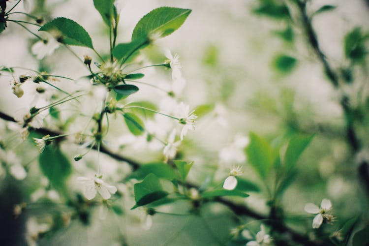 Green Leaves In Sour Cherry Tree